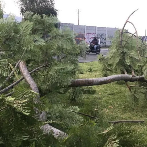 Comuna capitalina identifica puntos donde se da la tala ilegal ,