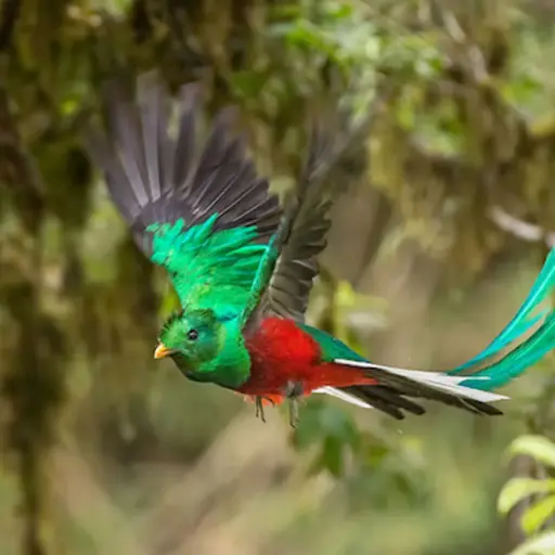 EL QUETZAL ,