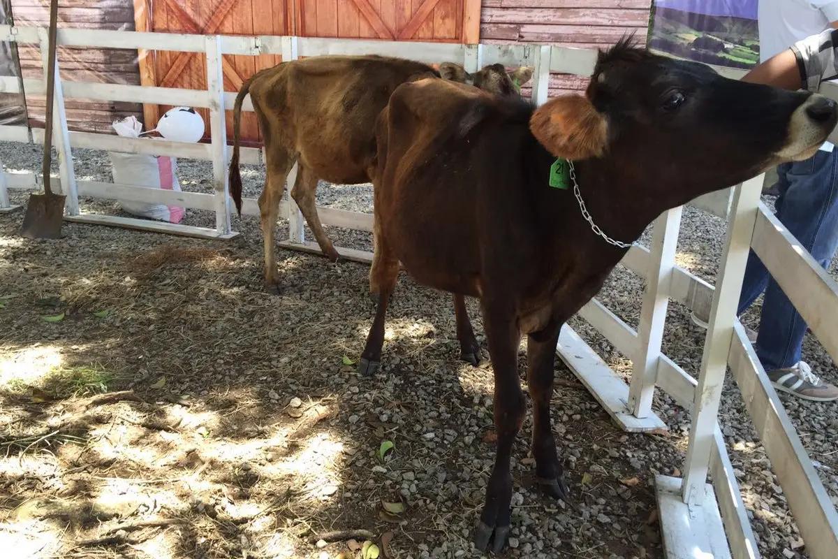 Semana del Ganadero y Expoleche