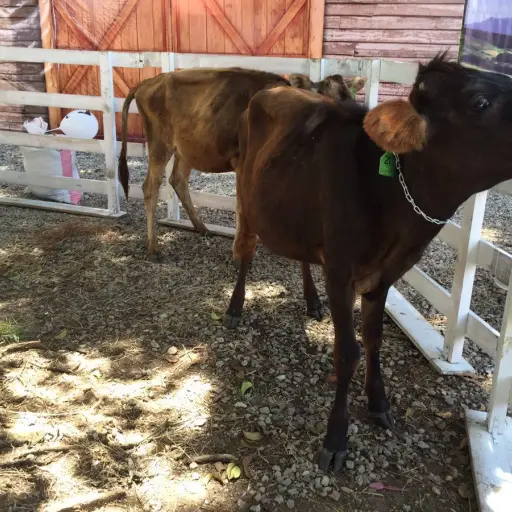 Semana del Ganadero y Expoleche
