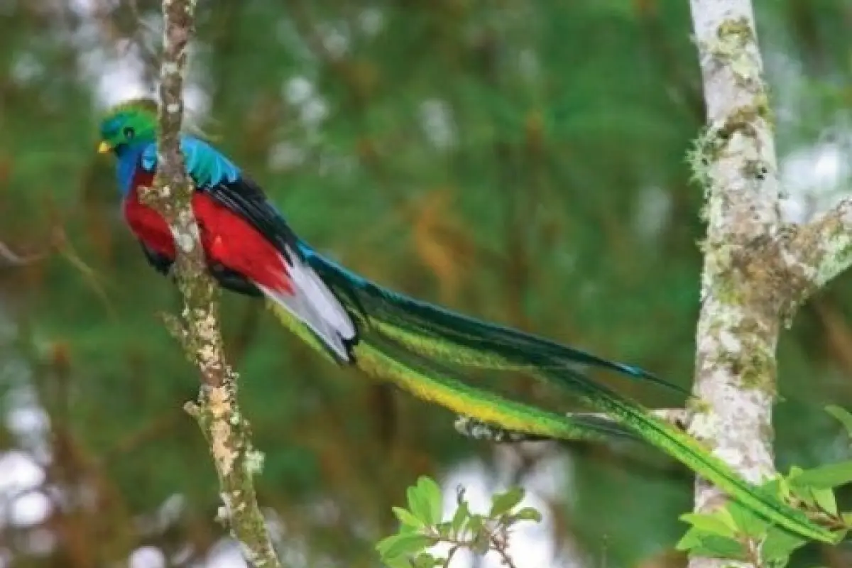 quetzal, 