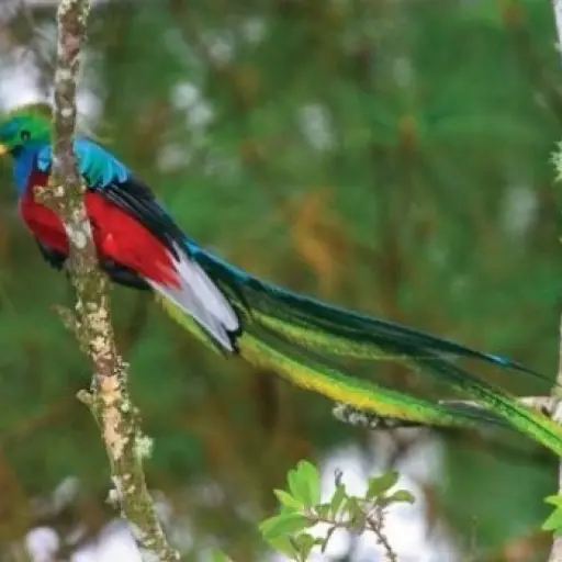 quetzal ,