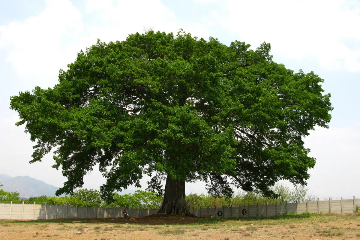 Cuándo-es-el-día-de-la-Ceiba-Árbol-Nacional-de-Guatemala, 