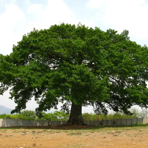 Cuándo-es-el-día-de-la-Ceiba-Árbol-Nacional-de-Guatemala ,