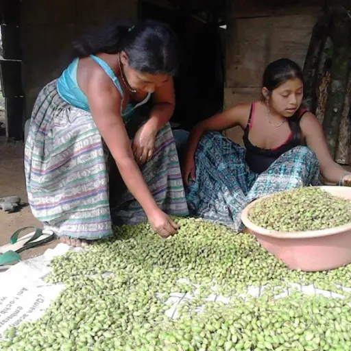 Más de un millón de personas se benefician con exportación de cardamomo, según un estudio ,