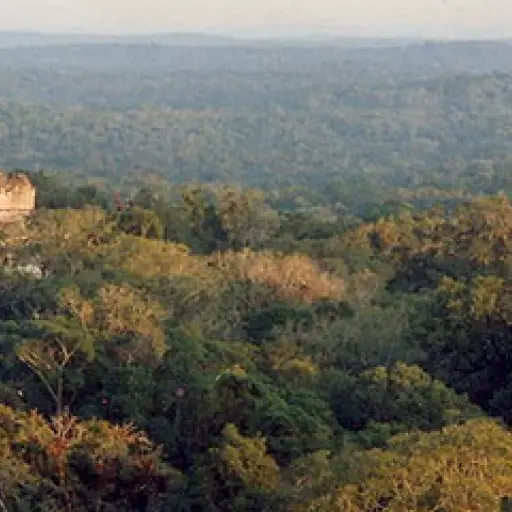 ttikal ,