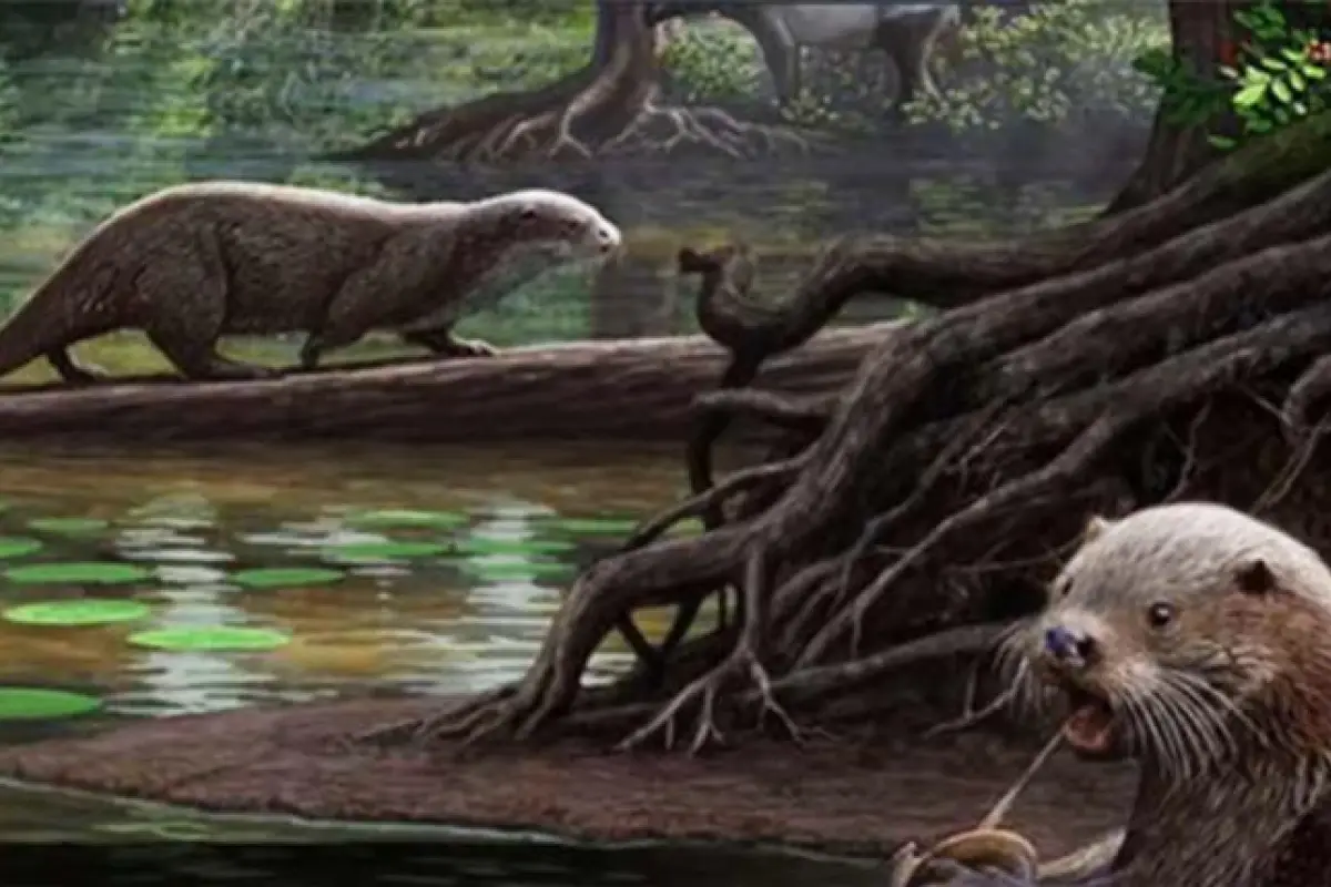 Nutria, 