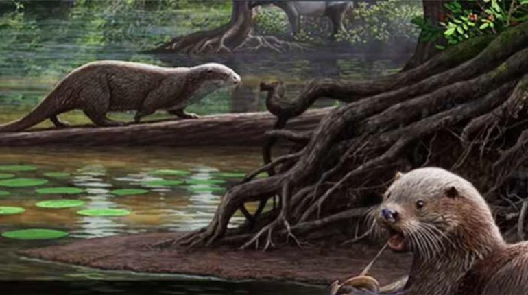 Nutria | 