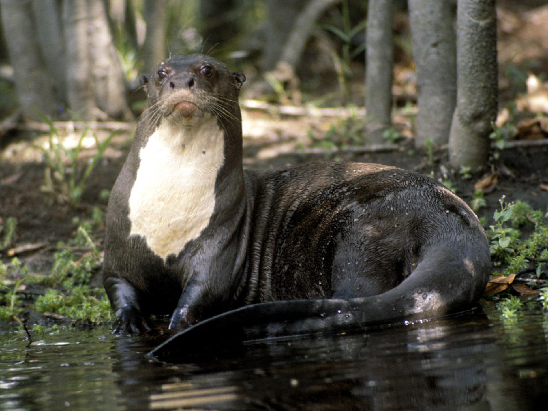 Nutria | 