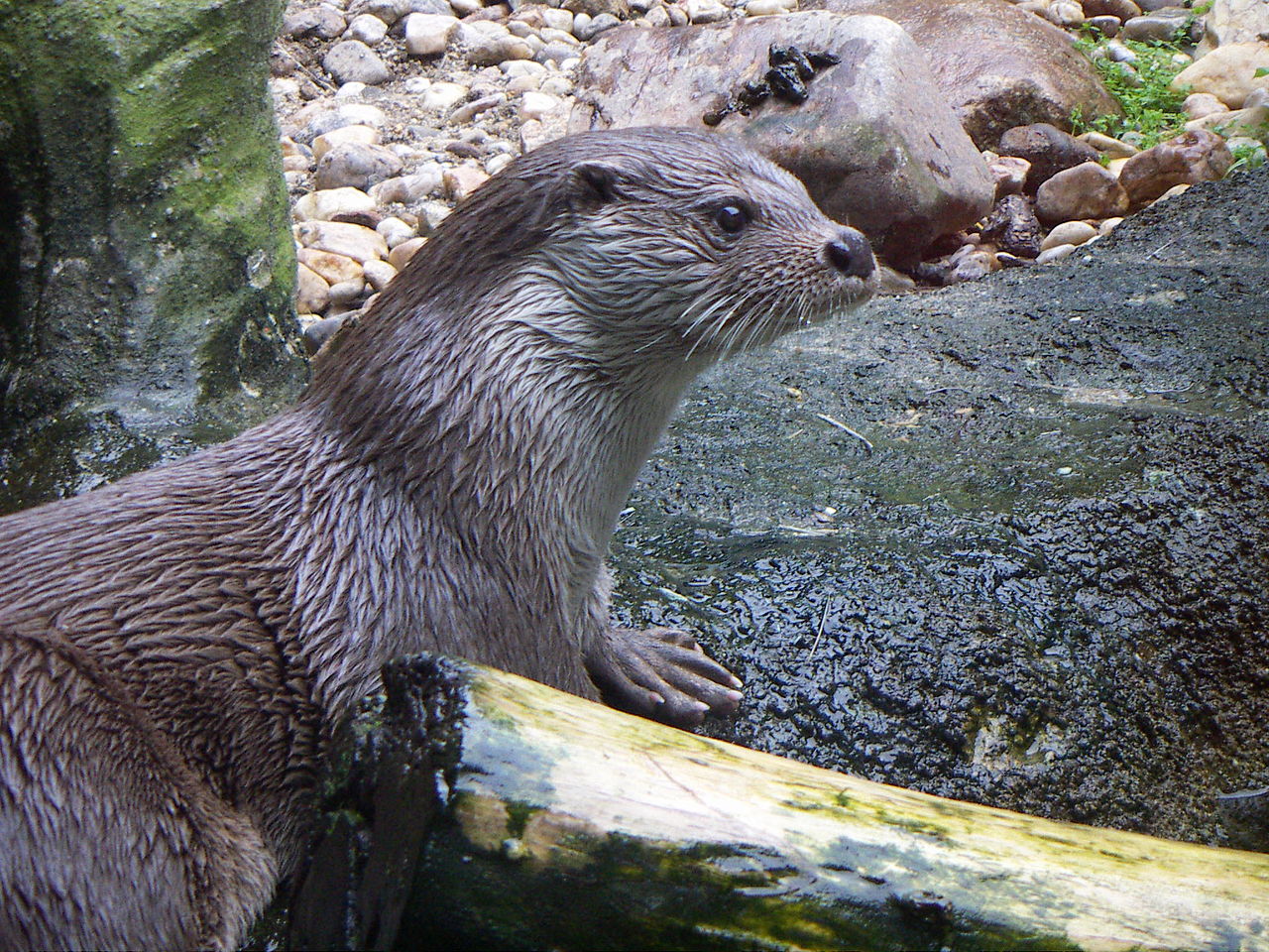 Nutria | 