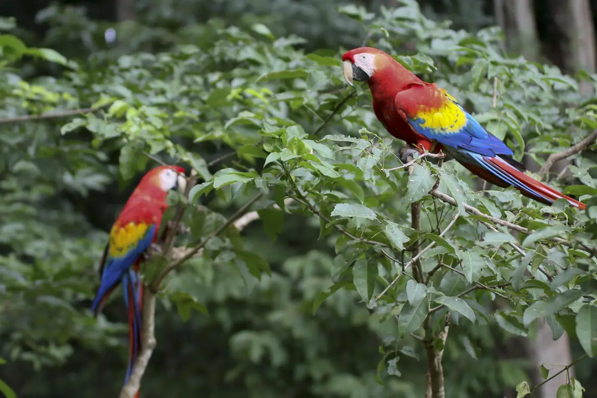 Guacamaya Emisoras Unidas EU Guatemala, 