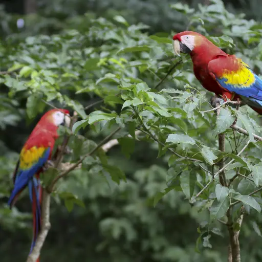 Guacamaya Emisoras Unidas EU Guatemala ,
