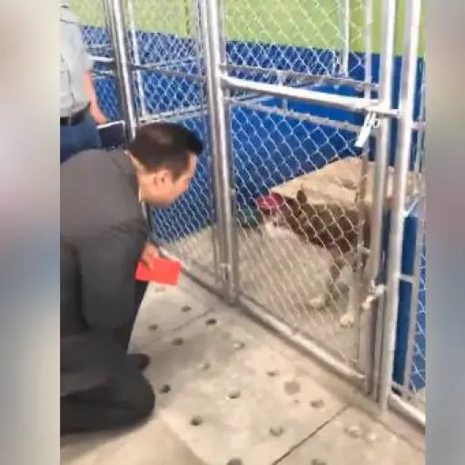 Neto Bran inaugura albergue de animales