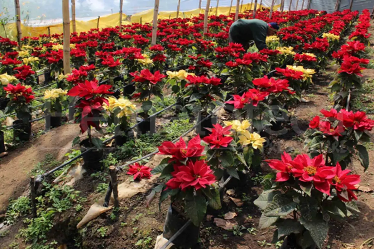 Las pascuas la flor más emblemática de la época navideña