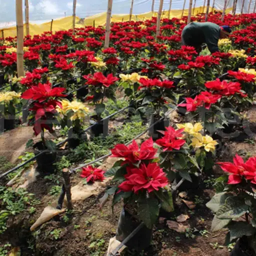 Las pascuas la flor más emblemática de la época navideña