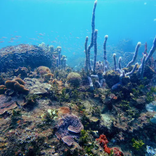 Arrecife Saludable EU Emisoras Unidas Guatemala ,