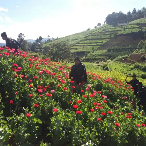 Erradicación de droga EU Emisoras Unidas Guatemala ,