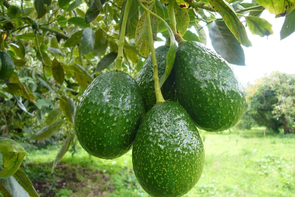 Aguacate Hass EU Emisoras Unidas Guatemala, 