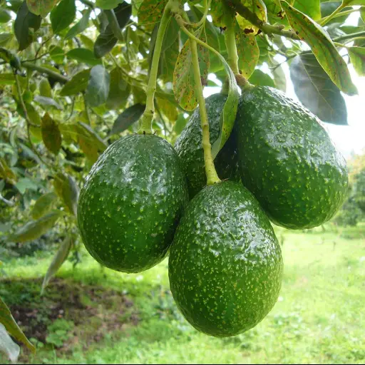 Aguacate Hass EU Emisoras Unidas Guatemala ,