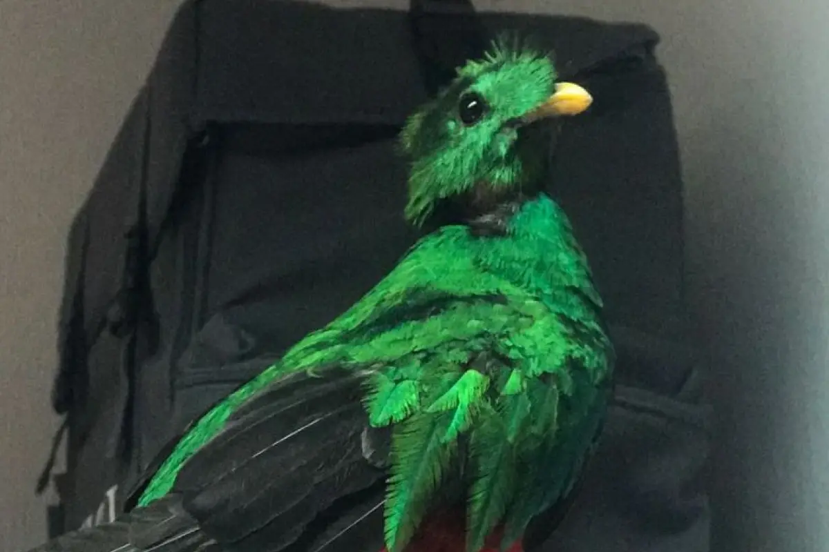 El Quetzal EU Emisoras Unidas Guatemala, 