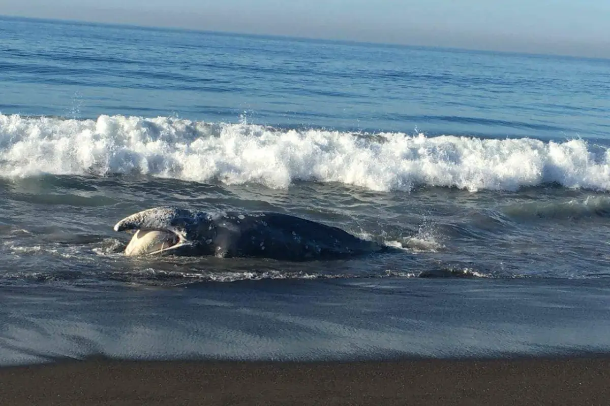 Ballena muerta en Guatemala EU Emisoras Unidas, 