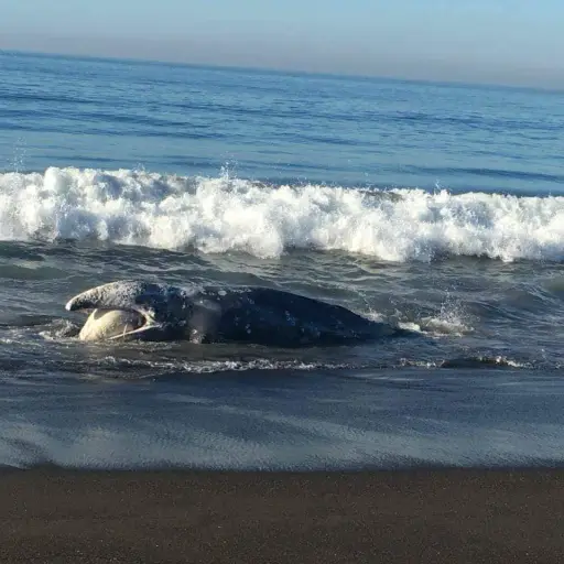 Ballena muerta en Guatemala EU Emisoras Unidas ,