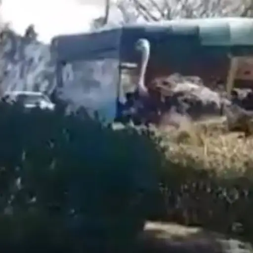 Avestruz recorría áreas Usac ,