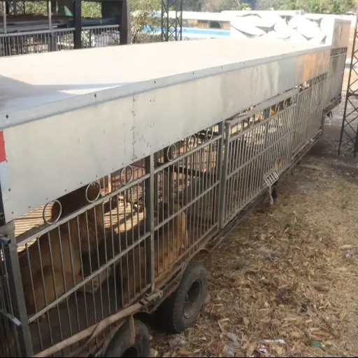 Cuidado de tigres y leones don Cipriano ,