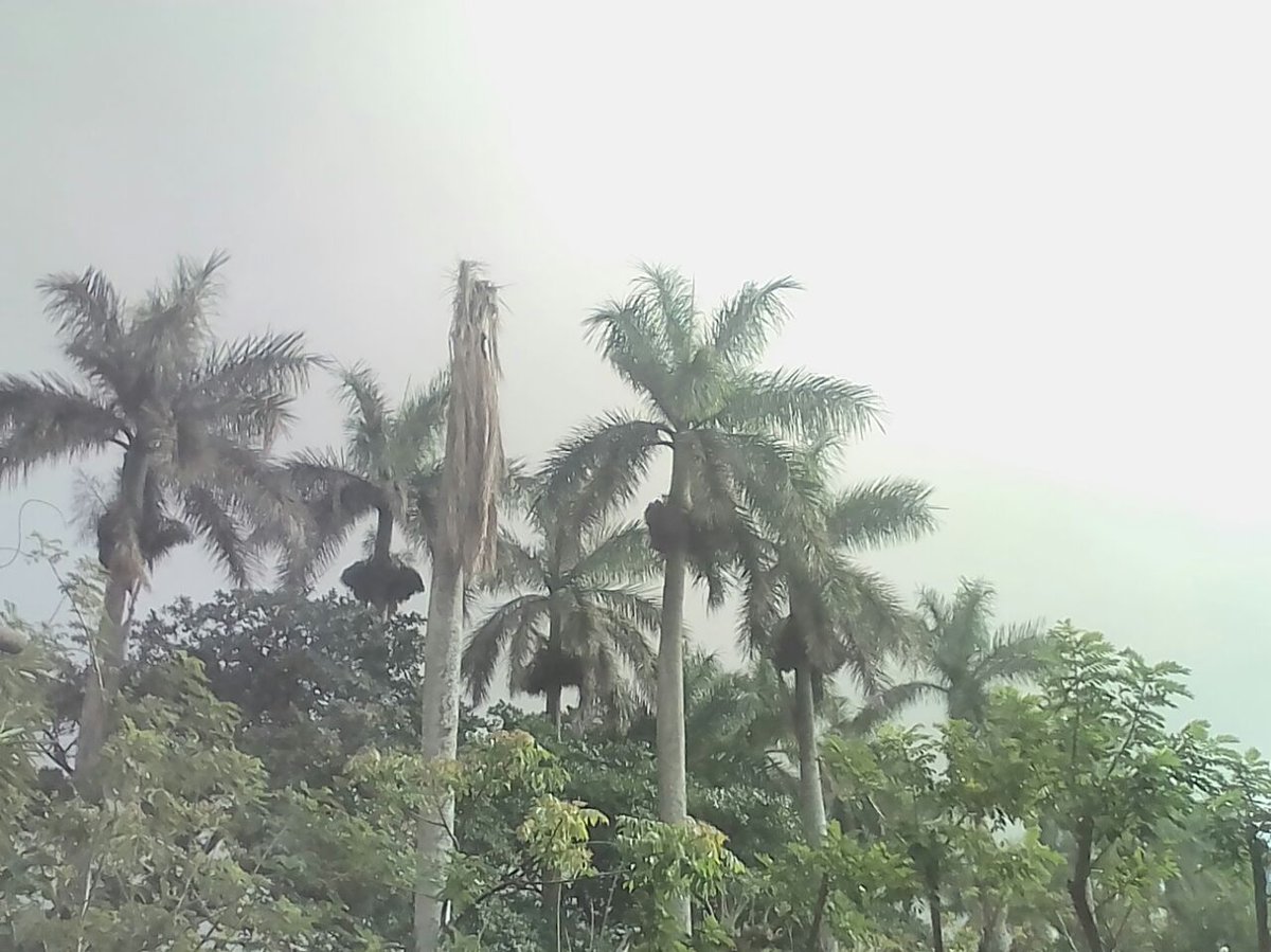 volcan ceniza4 | 