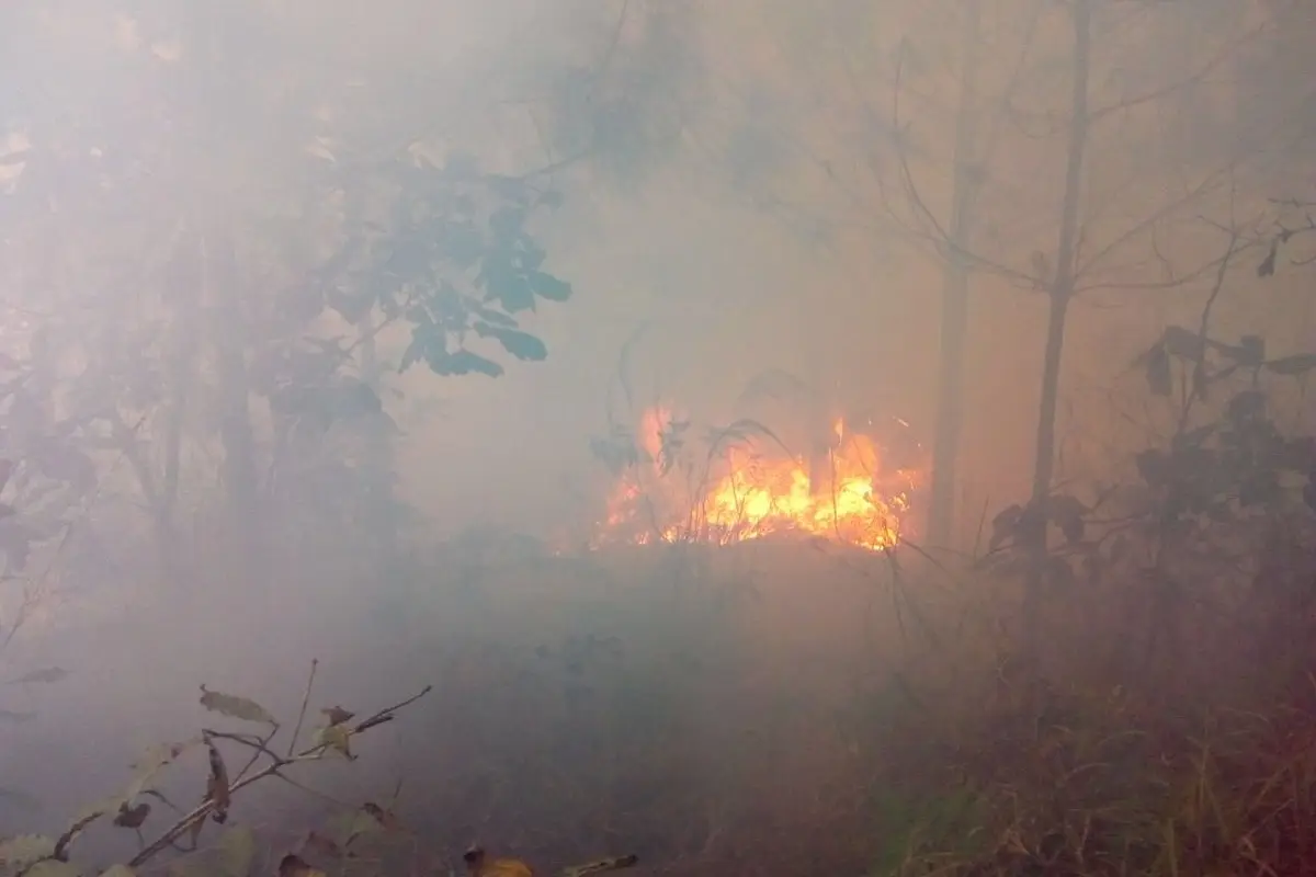 fuego forestal, 