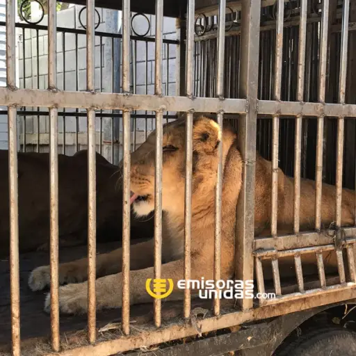 Tigres dueños de circo pago cuidador que perdió brazos ,