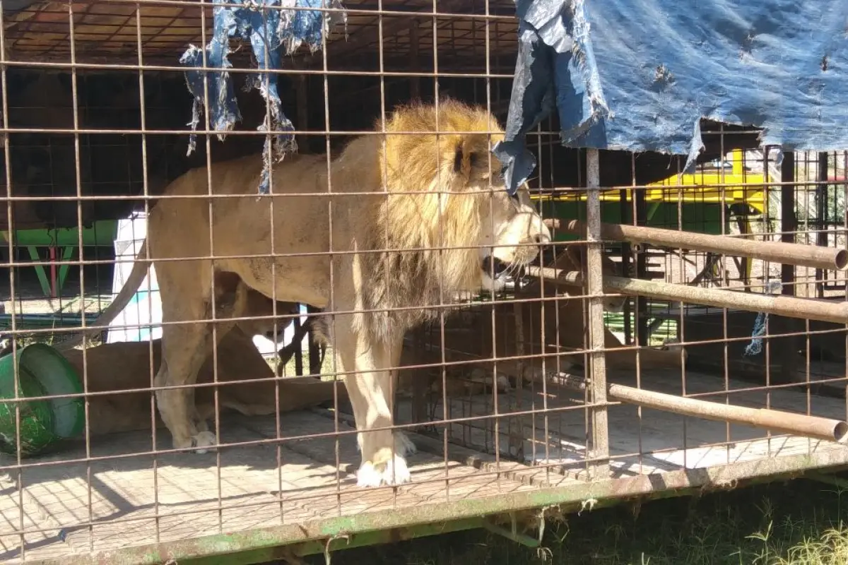 Felinos reubicados EU Emisoras Unidas Guatemala, 