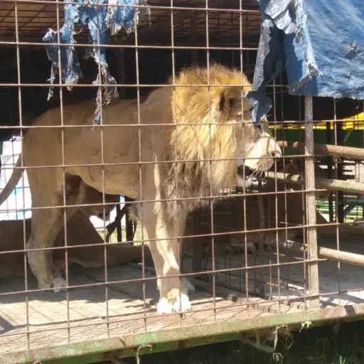 Felinos reubicados EU Emisoras Unidas Guatemala ,