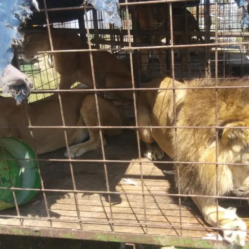 Leones EU Emisoras Unidas Guatemala ,