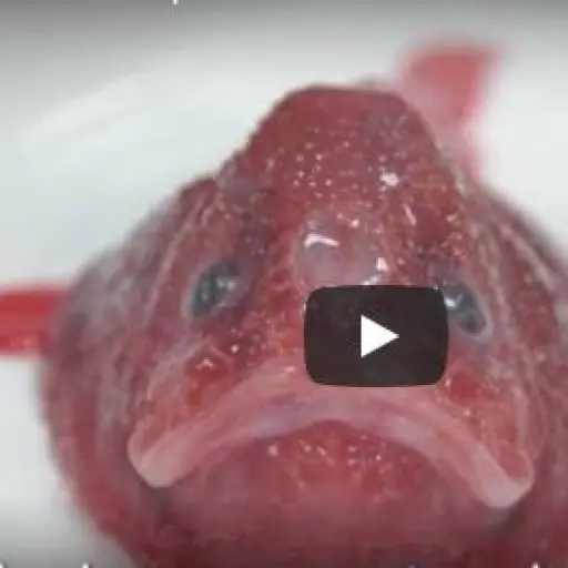 Cientificos lograron recolectar más de cien especies del fondo del mar ,