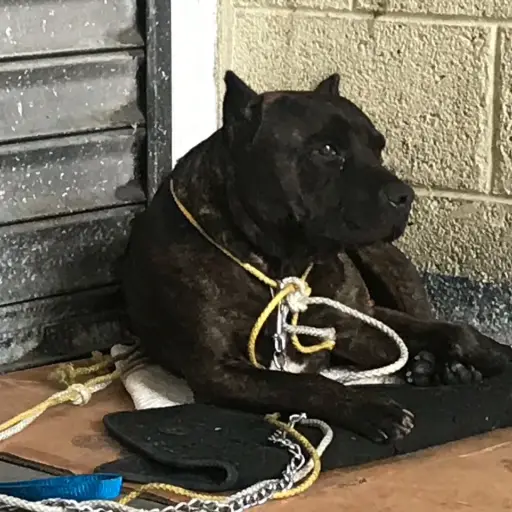 Dueño de perro pitbull que atacó a niño ,