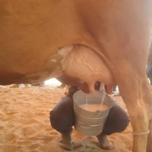 Día de la Leche EU Emisoras Unidas Guatemala ,