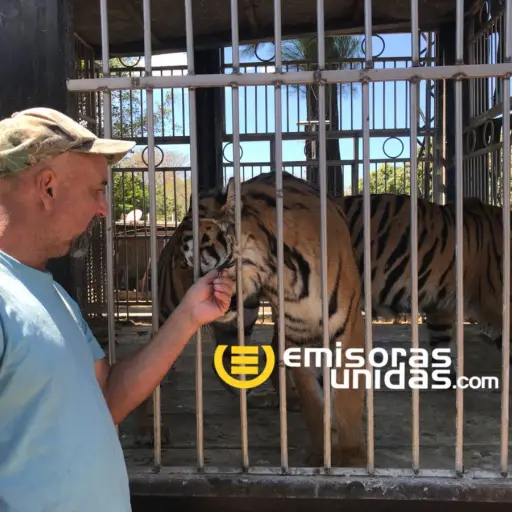 Felinos circo Hermanos Ponce ,