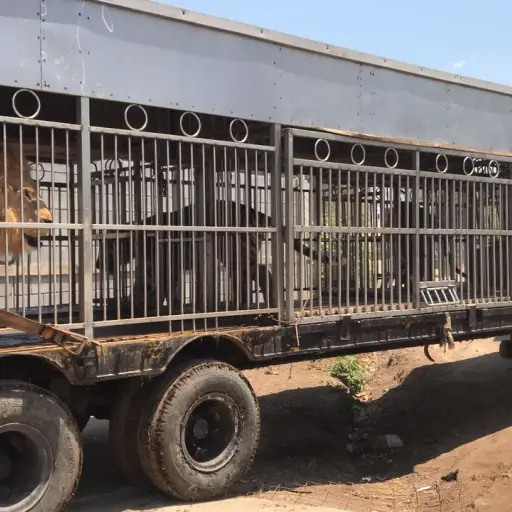 Traslado de tigres EU Emisoras Unidas Guatemala ,