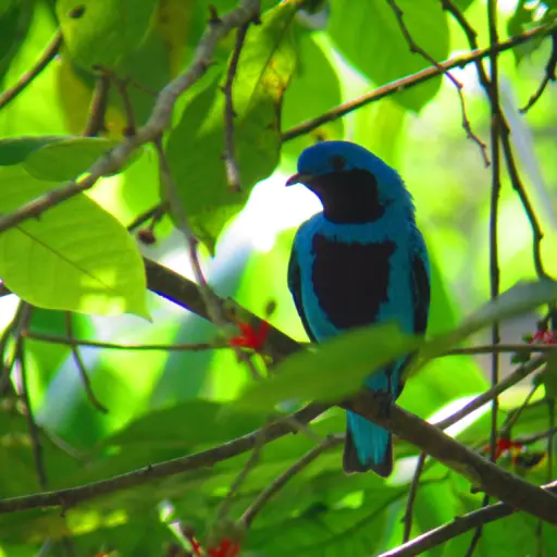 Aviturismo EU Guatemala Emisoras Unidas ,