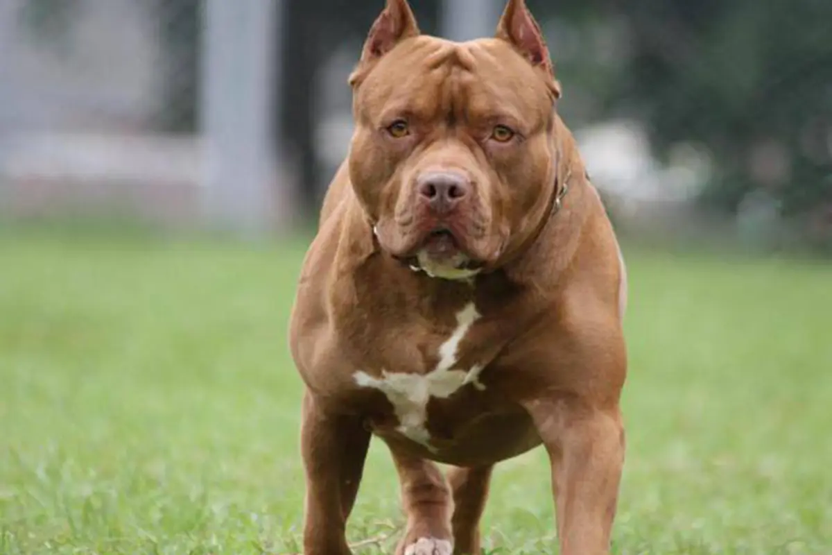 Totonicapán: Perro de la raza Pitbull ataca a un niño