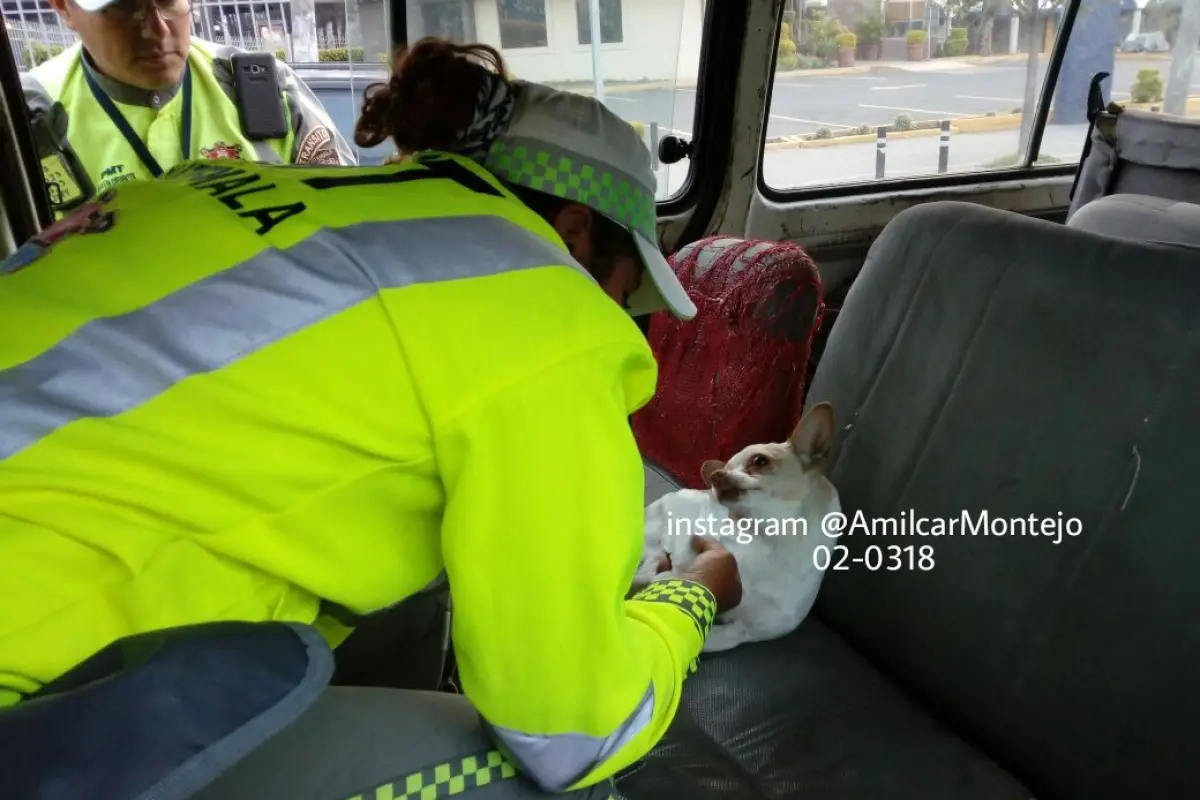 Agentes de tránsito perro atropellado, 