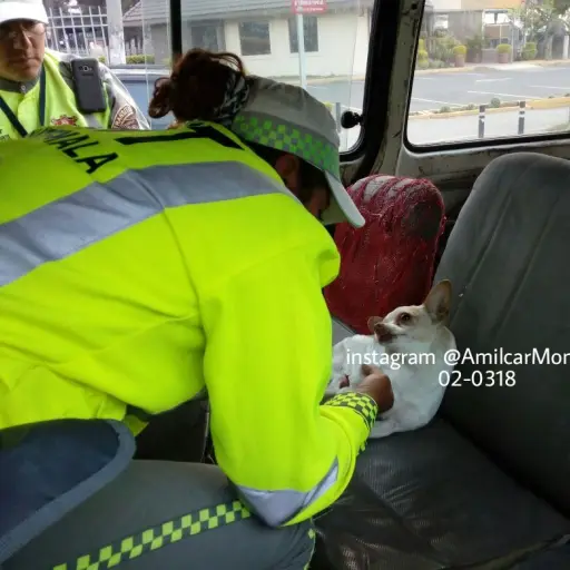 Agentes de tránsito perro atropellado ,