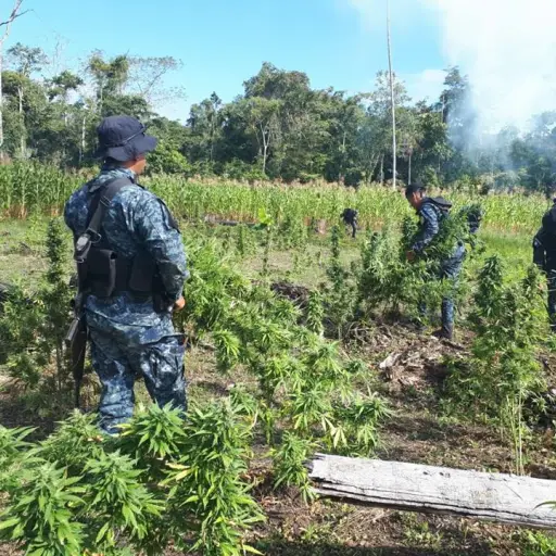 Erradicación de droga EU Emisoras Unidas Guatemala ,