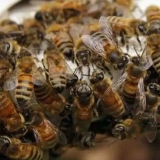 Abejas africanizadas EU Emisoras Unidas Guatemala ,