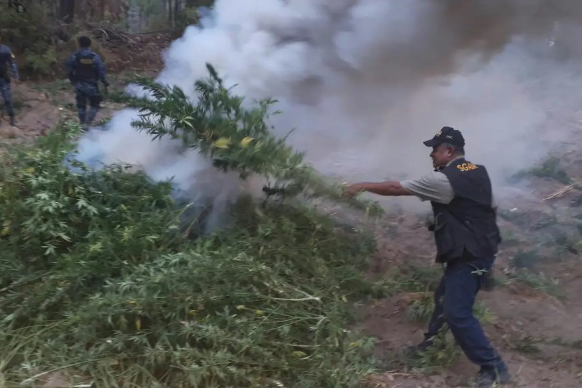 Erradican marihuana valorada en Q38 millones, 