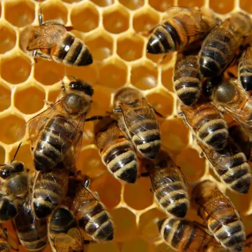 Niño dado de alta tras ser picado por abejas ,