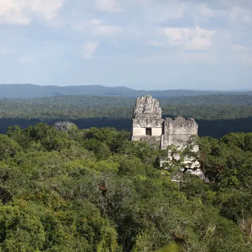 MONOS AULLADORES DE GUATEMALA ,