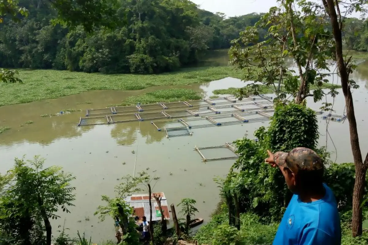 Contaminación de peces, 