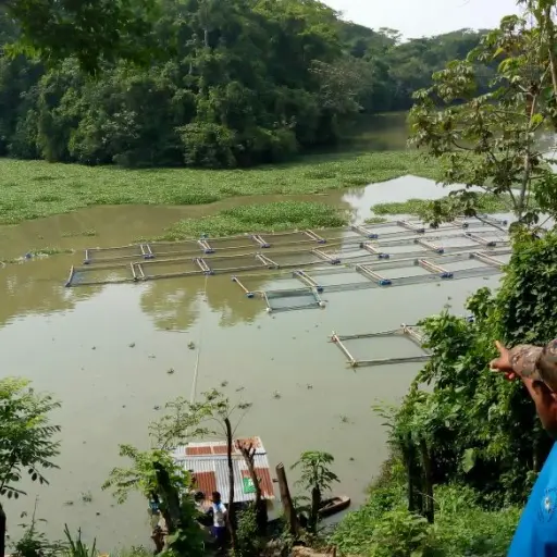 Contaminación de peces ,